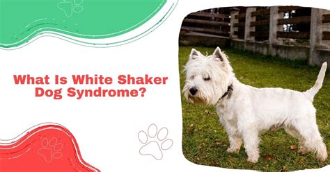 Understanding White Dog Shaking Syndrome: Causes, Symptoms, and Treatment